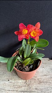 Slc. (Hawaiian Prominence America x Free Spirit) 1 - 2 Flores