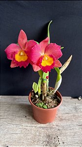 Slc. (Hawaiian Prominence America x Free Spirit) 2 - 2 Flores (Matriz)
