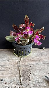 Cattleya Schilleriana Rubra - 3 Flores