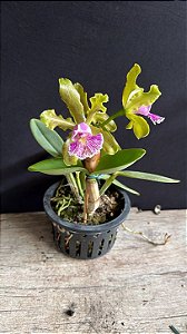 Cattleya Schilleriana Semi-Abla 'Super Green' - Verde com Pintas