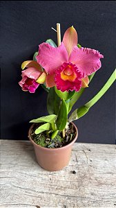 Lc. (Tiago Suzuki 'Sunlight' x Lisa Ann) - 2 Flores (Antiga)