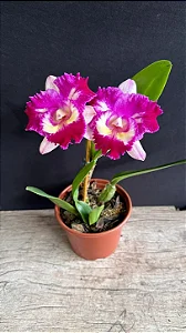 Cattleya STK Jewel 3 - Espata Floral