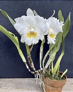 Cattleya Old Sierra 'Floralia' - 3 Brotacoes (Incrivel)