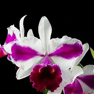 Lc. Remo Prada 'Crown' - 4 Brotacoes
