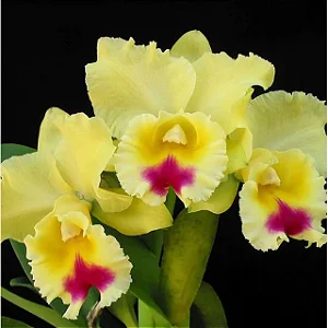 Blc. Goldenzelle 'Lemon Chiffon' - Vegetal Cheio