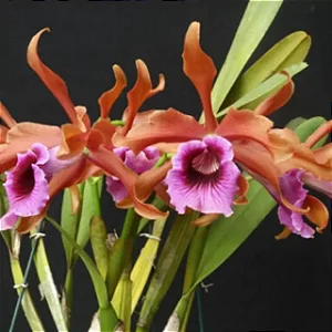 Laelia Tenebrosa 'Rubra' - Vegetal Cheio