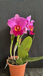 Blc. (Rolf Altenburg x Horace Maxima) - 2 Espatas Florais