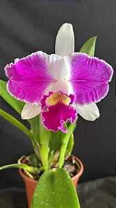 Lc. Aqui Finn 'Nature Best' 1 - 3 Espatas Florais