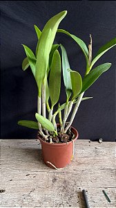 Blc. (Chinese Bronze x Nobile's Confetti) - 2 Frentes com Brotacoes (Vegetal Gigante)