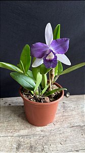 Lc. Nobile's Blue Sky 1 - Florida + Vaso Cheio