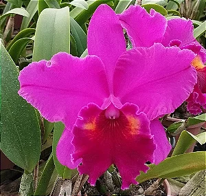 Blc. Heron's Roon 'Grapeland' - Vegetal com Brotacao