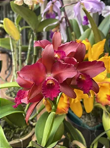 Blc. Suzuki's Red Star - Super Tousseira com 4 Brotacoes
