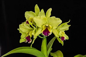 Blc. Memoria Helen Brown 3 - (Vegetal Sensivel)