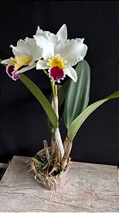 Lc. (Mildred Rives x Laelia Flava) - Tamanho 3