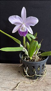 Lc. Mini Purple 'Coerulea' - Florida - Orquidário Suzuki