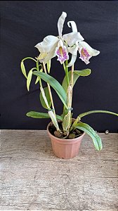 Cattleya Maxima Semi Alba Striata 1 - 2 Frentes Floridas