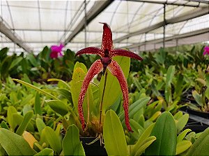 Bulbophyllum Meen Garuda - Adulto