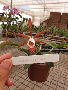 Cattleya Araguaiensis #4 - Planta Unica