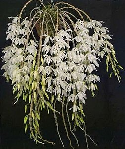 Dendrobium Anosmum Alba - Tamanho 3