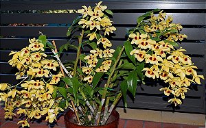 Dendrobium Gatton Sunray - Adulta
