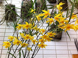 Dendrobium Hancokii - Pré Adulto