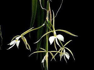 Epidendrum Parkinsonianum - Tamanho 3