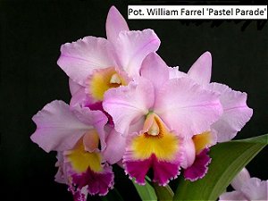 Pot. William Farrel 'Pastel Parade' - Tamanho 3