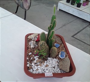 Terrário de plantas pequeno