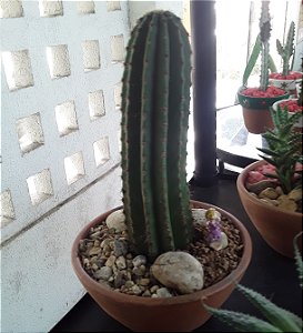 Terrário de cacto