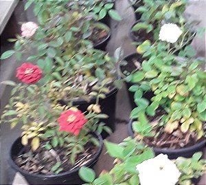 Mini rosas - cores sortidas