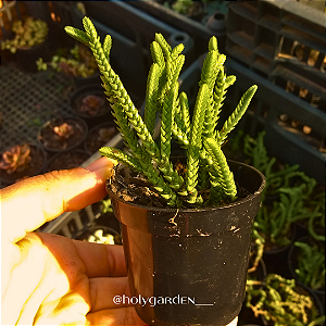 Crassula Muscosa