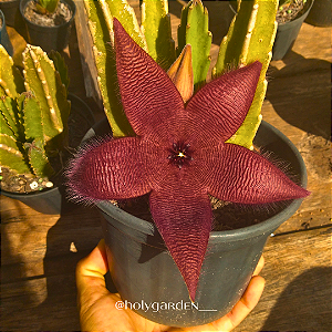 Stapelia Hirsuta "Cacto-Estrela" (flor roxa)
