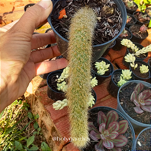 Hildewintera Colademononis (Cacto Rabo de Macaco)