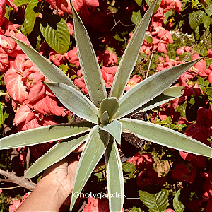 Agave angustifolia (Piteira do Caribe)