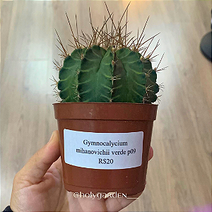 Gymnocalycium mihanovichii verde