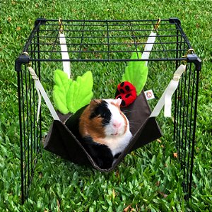 Caminha • Barbie - Guinea Pig Props