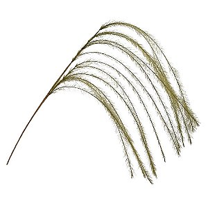 Galho Lateral Plumas Capim Pampas Verde 70cm - Magizi