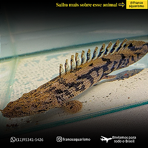 Polypterus Endlicheri 7-10cm