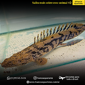 Polypterus Endlicheri 7-10cm