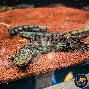 Polypterus Endlicheri 8-10cm