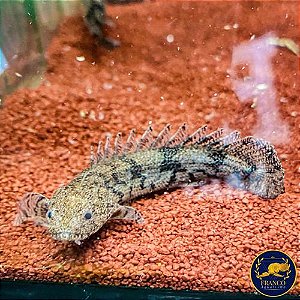 Polypterus Endlicheri 7-10cm