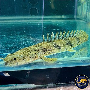 Polypterus Endlicheri 15-20cm