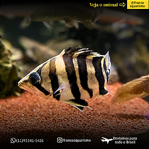 Datnioides Microlepis 8-11cm