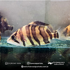 Datnioides Microlepis 9-12cm