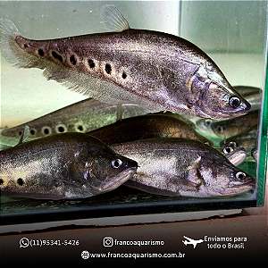 Faca Palhaço 7-11cm