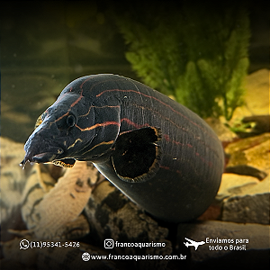 Moreia Fire Eel 65-70cm