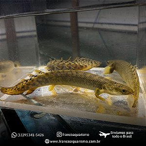 Polypterus Polli 13-17cm