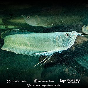 Aruanã Prata (Osteoglossum bicirrhosum) 20-24cm