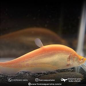 Faca Ghost Albino 5-8cm