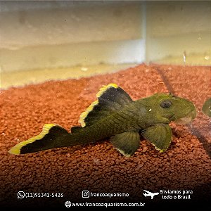 Cascudo Aba Laranja 14-17cm